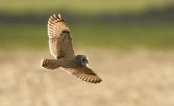 Short-eared Owl Wallasea Island 02-02-2014 WEB 165.jpg