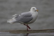 glaucous gull adult 2 (1024x683).jpg