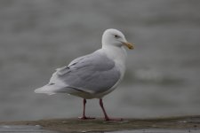 glaucous gull adult 3 (1024x683).jpg