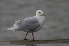 glaucous gull adult 4 (1024x683).jpg