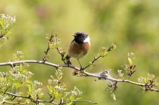 stonechat10.jpg