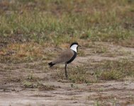 spur winged Lapwing.jpg