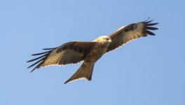 Female Red Kite.jpg