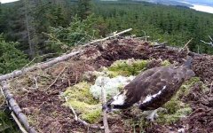 Kielder osprey vlcsnap-00015.jpg