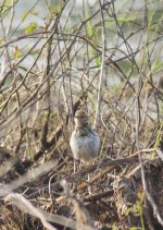 red-throated pipit.jpg