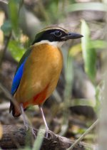 blue-winged pitta.jpg