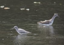 grey tattler common redshank.jpg