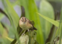 black-browed reed warbler.jpg