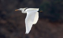 Chiense Egret.jpg