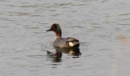 Eurasian Teal.jpg