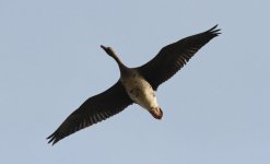 Greater White-fronted Goose.jpg