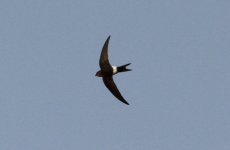 Pacific Swift.jpg