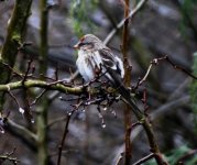 Sub-Arctic Redpoll no.1 for web..jpg