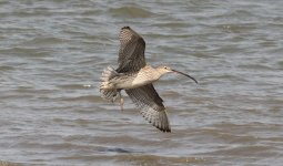 Far-eastern Curlew 2.jpg