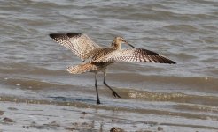 Far-eastern Curlew.jpg