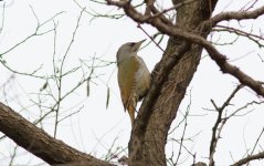 Grey-headed Woodpecker.jpg