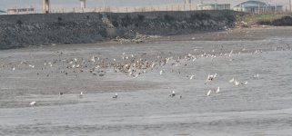 Pikou Shorebirds 2.jpg