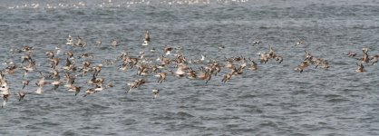 Pikou Shorebirds.jpg