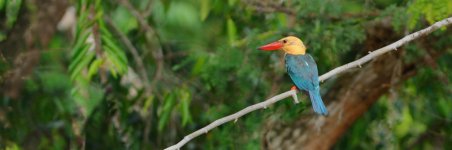 JAY_7563 Stork-billed Kingfisher.jpg