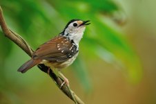 JAY_6121 Striped Wren Babbler.jpg