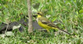 IMG_4087 Yelllow Wagtail taivana @ Pui O.JPG