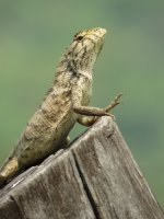 IMG_4143 Changeable Lizard @ Pui O.jpg