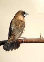 wr munia.tree sparrow DSCF7412.jpg