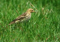 pipit-2.jpg