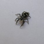 jumping spider_1.jpg