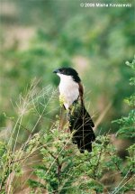 Burchell's Coucal.jpg