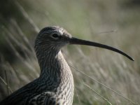 curlew.JPG