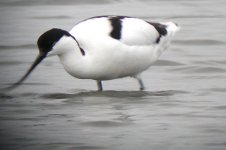 Avocet swing.JPG