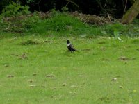 Ring Ouzel, Walton Hill 19.04.14.JPG