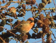 crossbill copy.jpg