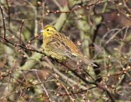 yellowhammer.JPG