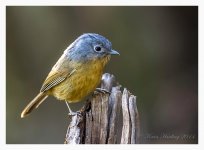 Fulvetta%2C%20Yunnan%20-%20Gaoligongshan%2C%20Yunnan%20%231-X2.jpg