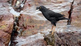 crested myna GH3 100-300mm c_1220375.jpg