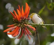 japanese white-eye flower GH3 100-300mm_1220417.jpg