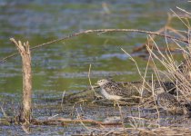 wood sandpiper.jpg