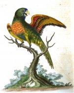 Edwards's Red-breasted Parrakeet - Plate 232. 1758.jpg