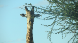 Giraffe.png