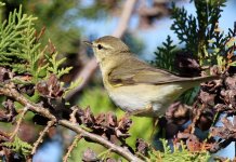 Willow Warbler_7818.jpg