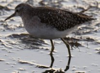 350D-2_5336 Parc Ornithologique, Camargue.jpg