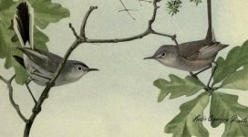 gnatcatchers.jpg