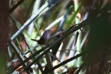 White-breasted Wren_s.jpg