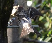 Sub-Arc.Redpoll showing white rump. for web..jpg