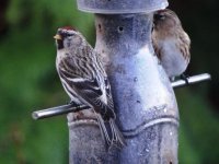 Meally Redpoll, Def.1 Retouch for web..jpg