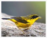 Bush-Robin%2C%20Golden%20Gaoligongshan%2C%20Yunnan%20%231-XL.jpg