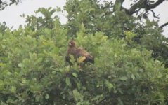 Wahlberg's Eagle.jpg