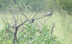 Magpie Shrike.jpg